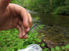 Calopteryx angustipennis