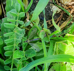 Nephrotoma appendiculata