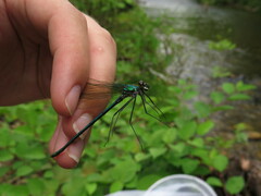 Calopteryx angustipennis