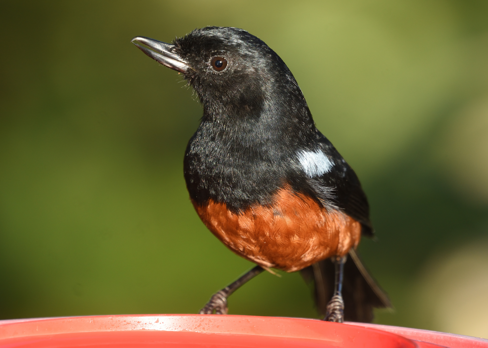 Chestnut-bellied Flowerpiercer (Diglossa gloriosissima)
