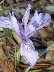 Iris douglasiana