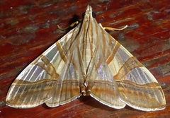Agrioglypta zelimalis