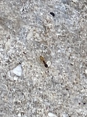 Tapinoma melanocephalum