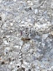 Tapinoma melanocephalum