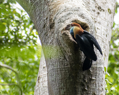 Sumba Hornbill photo 3