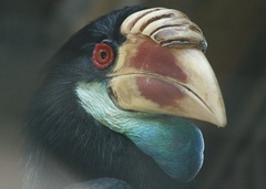 Sumba Hornbill photo 4