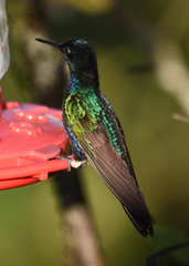 Boissonneaua jardini