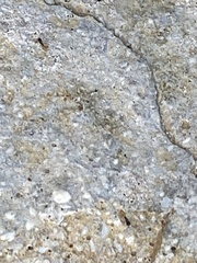 Tapinoma melanocephalum