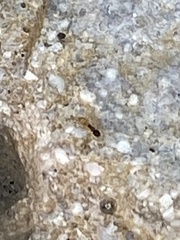 Tapinoma melanocephalum