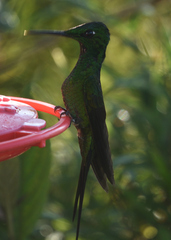 Heliodoxa imperatrix