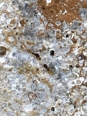 Tapinoma melanocephalum