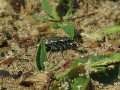 Cicindela ancocisconensis