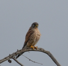Falco tinnunculus canariensis