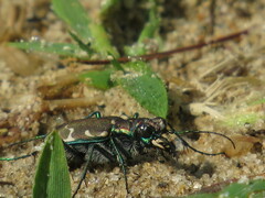 Cicindela ancocisconensis