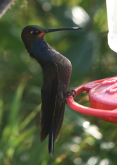Urochroa bougueri