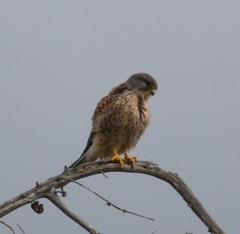 Falco tinnunculus canariensis
