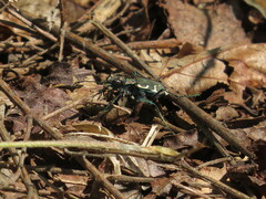 Cicindela ancocisconensis