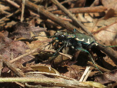 Cicindela ancocisconensis