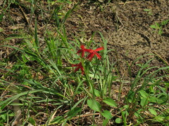 Silene virginica