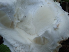 Amanita magniverrucata