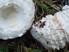 Amanita magniverrucata