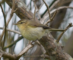Phylloscopus canariensis