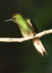 Boissonneaua flavescens