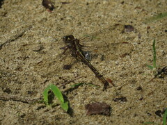 Phanogomphus lividus