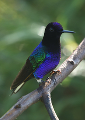 Boissonneaua jardini