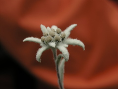 Leontopodium