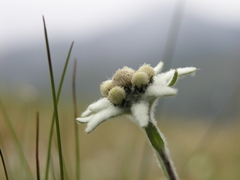 Leontopodium