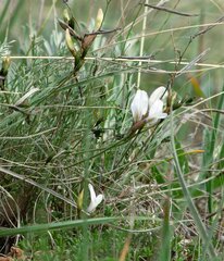 Astragalus ucrainicus