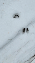 Odocoileus virginianus borealis