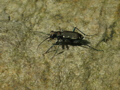 Cicindela ancocisconensis