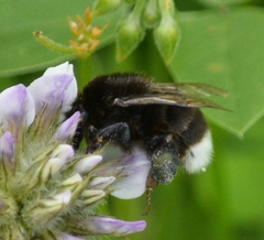 Bombus terrestris canariensis