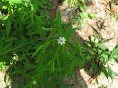 Euphorbia pubentissima