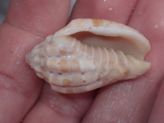 Voluta
