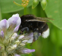 Bombus terrestris canariensis