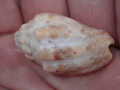 Voluta