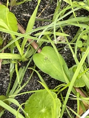 Hydrocotyle umbellata