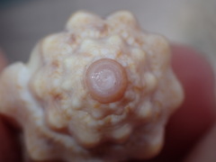 Voluta