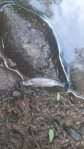 Singaringan catfish (Mystus singaringan) — Bagridae