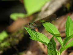 Calopteryx angustipennis