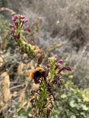 Bombus dahlbomii