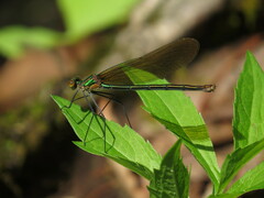 Calopteryx angustipennis