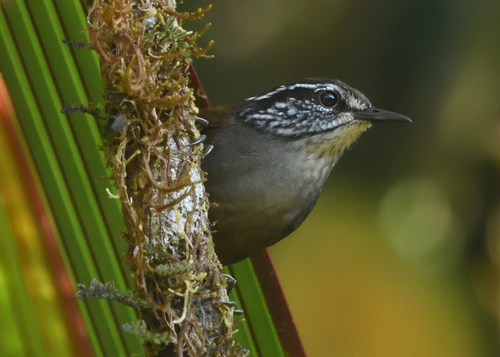 Munchique Wood Wren (Henicorhina negreti), photo 2