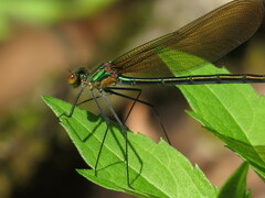 Calopteryx angustipennis