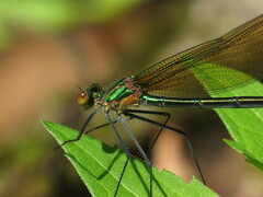 Calopteryx angustipennis