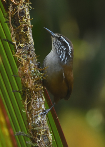 Munchique Wood Wren (Henicorhina negreti), photo 6