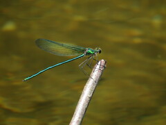 Calopteryx angustipennis